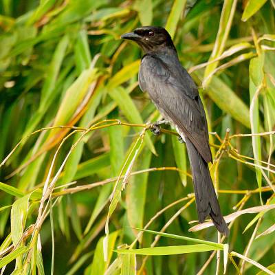 Square-tailed drongo-cuckoo