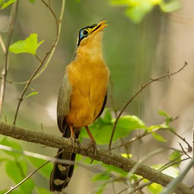 Lesser ground cuckoo