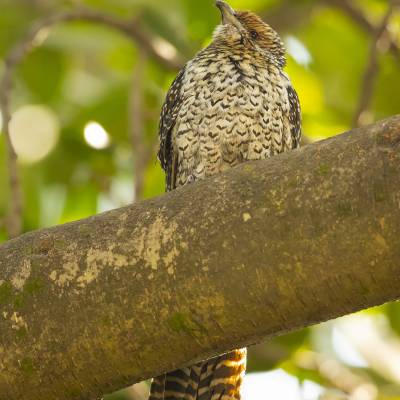 Asian koel