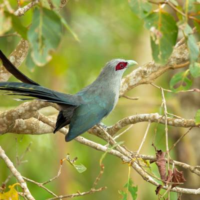 Green-billed malkoha