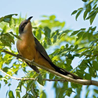 Mangrove cuckoo