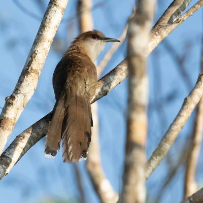 Great lizard cuckoo