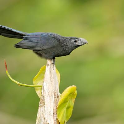 Groove-billed ani