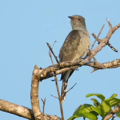 Grey-bellied cuckoo