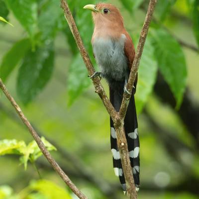 Squirrel cuckoo