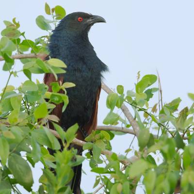 Greater coucal