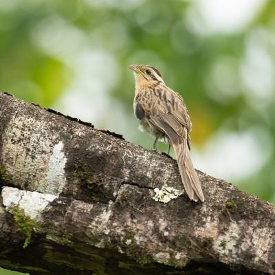 Striped cuckoo