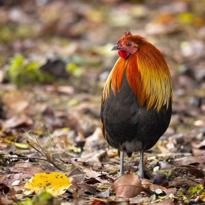 Red junglefowl