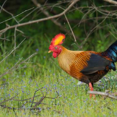 Sri Lankan junglefowl