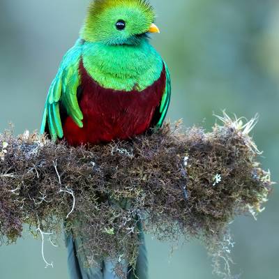 Resplendent quetzal