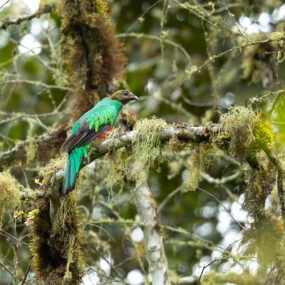 Golden-headed quetzal