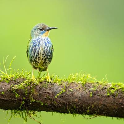 Shining honeycreeper