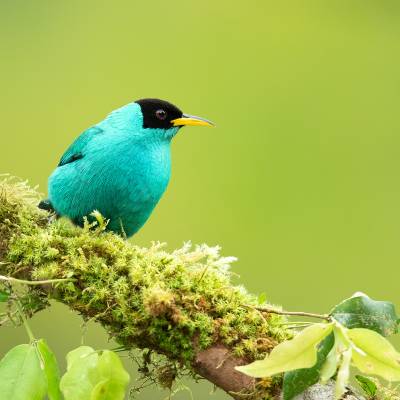 Green honeycreeper