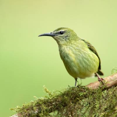 Red-legged honeycreeper