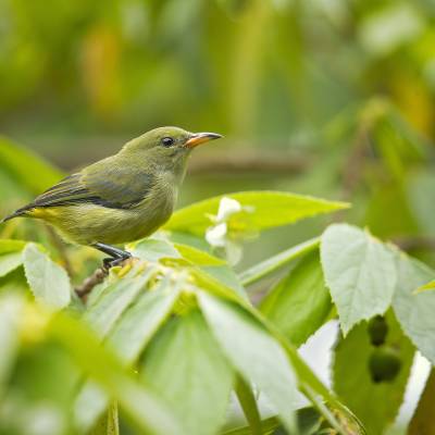 Orange-bellied flowerpecker