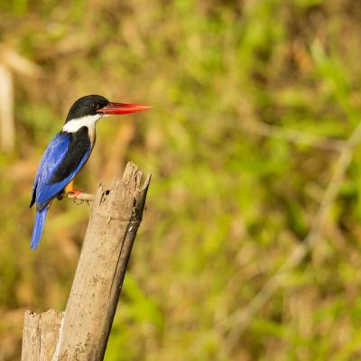 Black-capped kingfisher