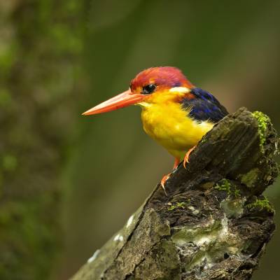 Black-backed dwarf kingfisher