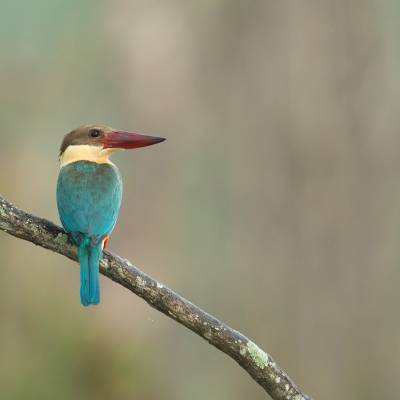 Stork-billed kingfisher