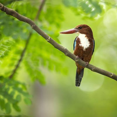 White-throated kingfisher