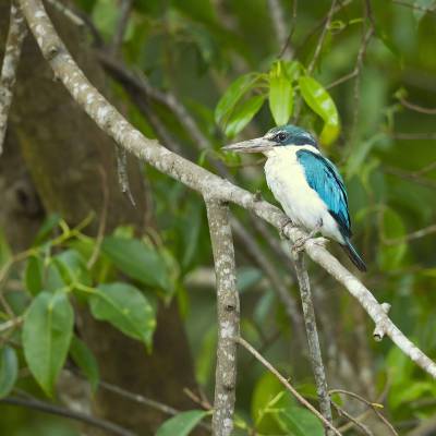 Collared kingfisher