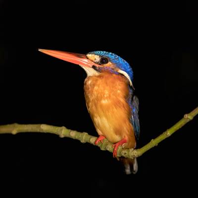 Common kingfisher