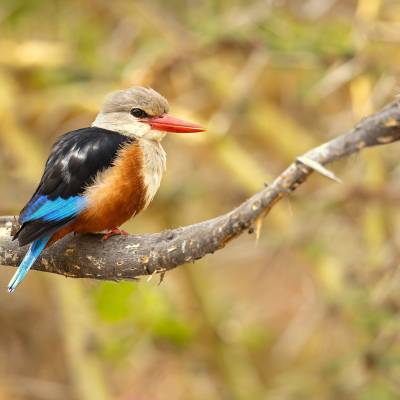 Grey-headed kingfisher