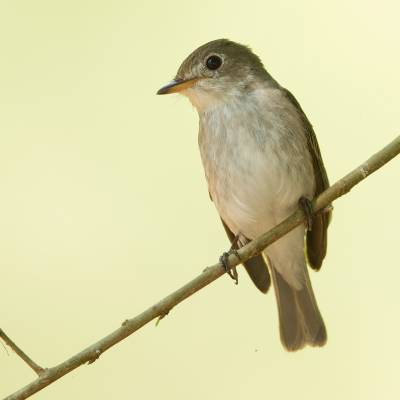 Asian brown flycatcher