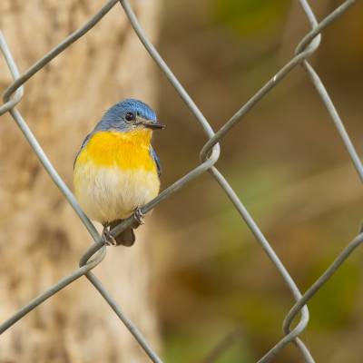 Tickells blue flycatcher