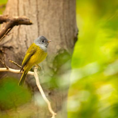 Grey-headed canary-flycatcher