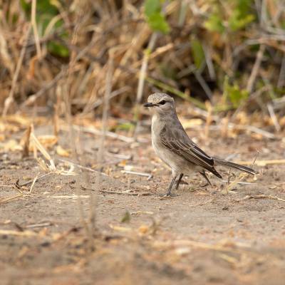 African grey flycatcher