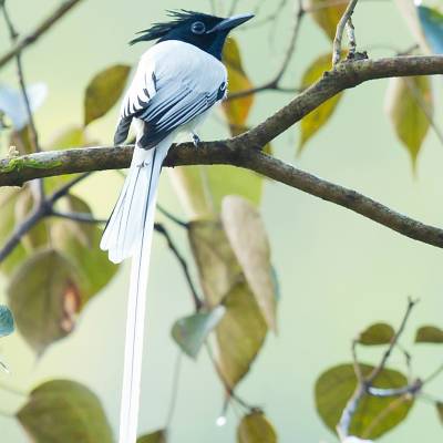 Indian paradise flycatcher