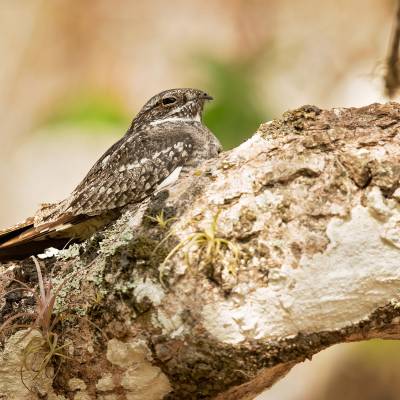 Lesser nighthawk