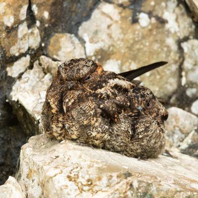 Band-winged nightjar