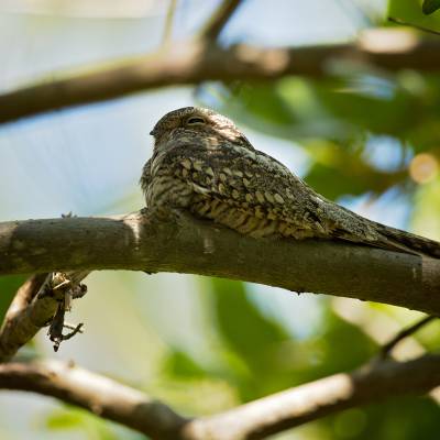 Common nighthawk