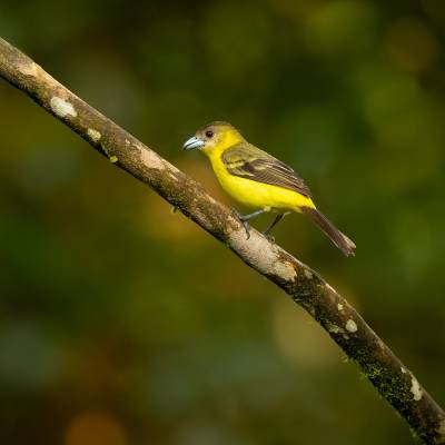 Lemon-rumped tanager