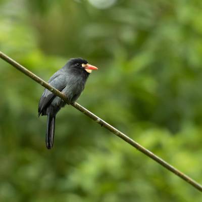 White-fronted nunbird