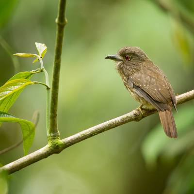 White-whiskered puffbird