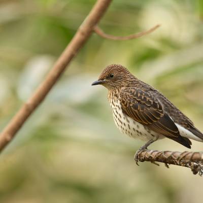 Violet-backed starling