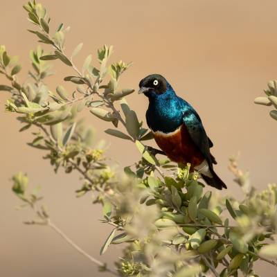 Superb starling