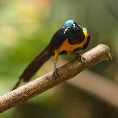 Golden-breasted starling