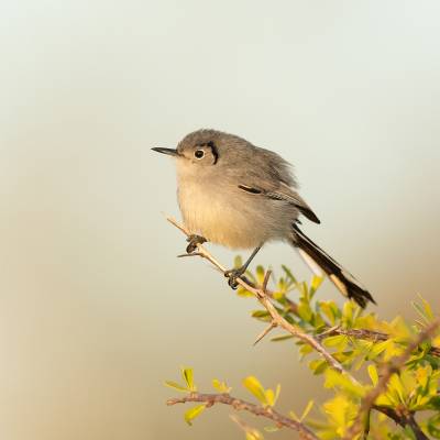 Cuban gnatcatcher