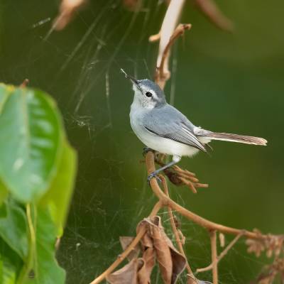 Tropical gnatcatcher