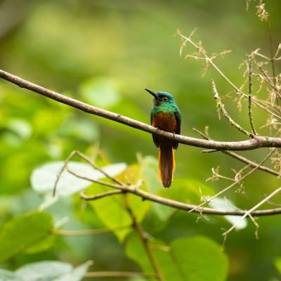 Coppery-chested jacamar