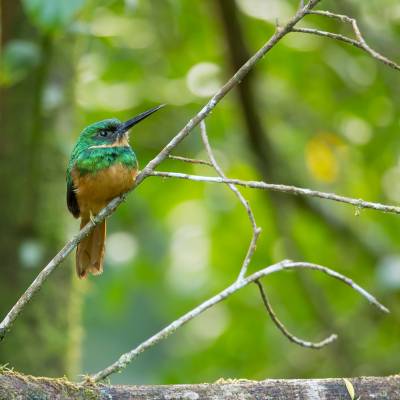 Rufous-tailed jacamar