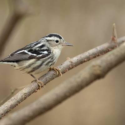 Black-and-white warbler