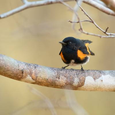 American redstart