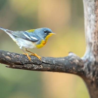 Northern parula