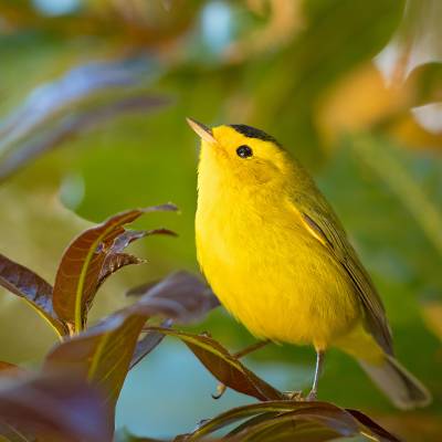 Wilsons warbler