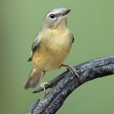 Black-throated blue warbler