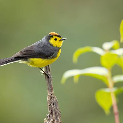 Collared whitestart